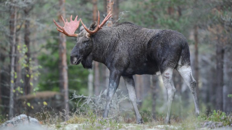 Финские мифические животные * Hirvi | Финляндия: язык, культура, история